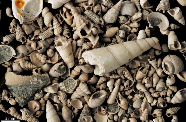 Collegamento a Chiusura del Dipartimento di Geoscienze per le festività pasquali 2025